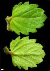 Veronica persica. Leaf surfaces, adaxial (above) and abaxial (below). Scale = 1 mm.
 Image: P.J. Garnock-Jones © P.J. Garnock-Jones CC-BY-NC 3.0 NZ